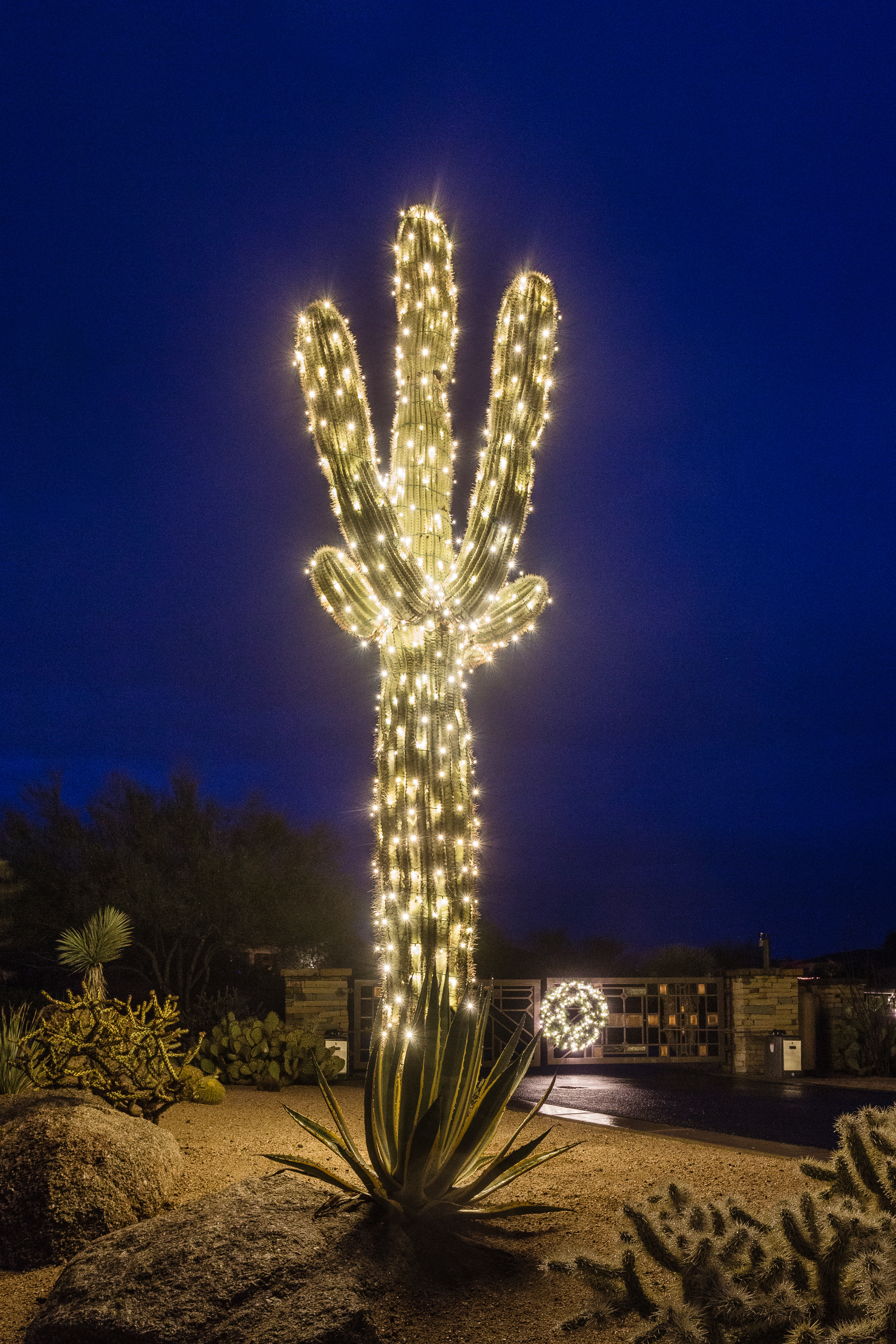 Mirabel Cactus Holiday Lighting